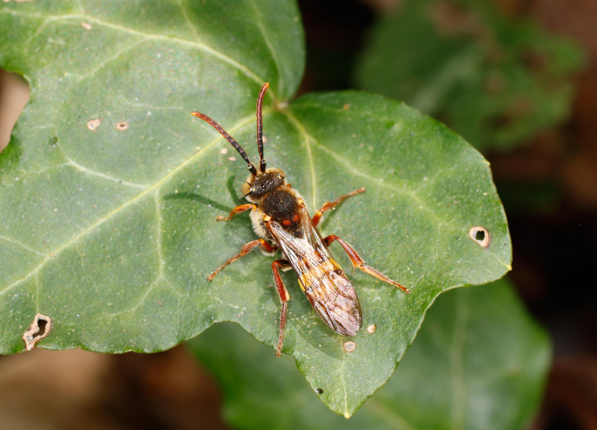 Apidae: Nomada da ID